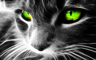 Cat green eyes black background 6 - green eye free wallpaper