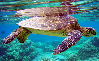 Turtle swimming ocean coral reef 2 - a turtle swimming in the ocean free wallpaper
