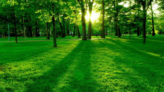 Park bench trees grass green - a park free wallpaper