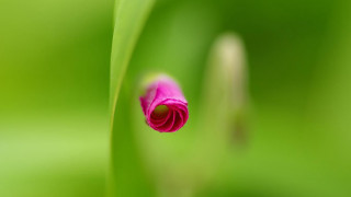 Pink flower green grass plant - focus free wallpaper