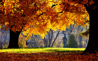 Park trees leaves bench yellow - a park free wallpaper