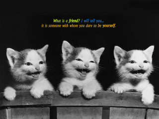 Three kittens wooden ledge quote - a quote above them free wallpaper