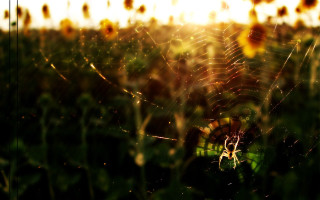 Sunflowers sunset spiderweb gothic macro - macro photography free wallpaper