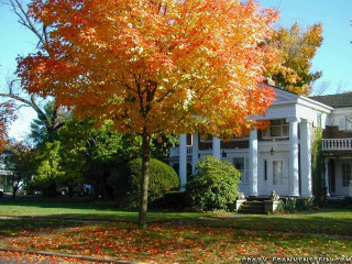 Large white house tree cars - heidelberg school free wallpaper