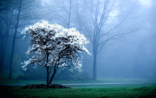 Tree park fog bench foreground 5 - a tree in a park free wallpaper