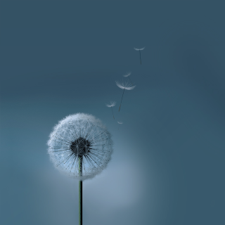 Dandelion blowing wind blue background - the wind free wallpaper