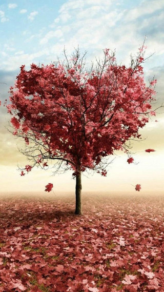 Red leaves tree autumn sky - a field of grass and dirt free wallpaper