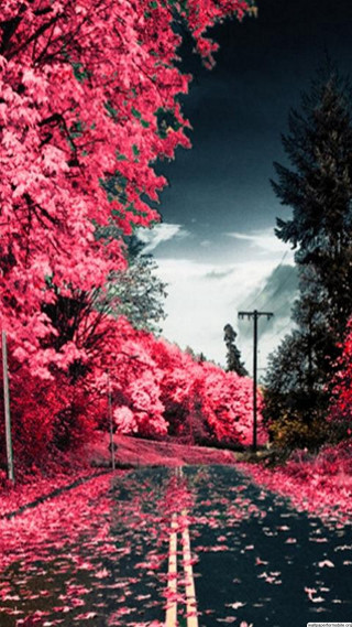 Red leaves street light pink - red leaf free wallpaper