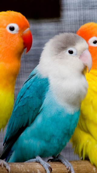 Colorful birds branch cage mesh - bird free wallpaper