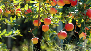 Ripe fruit tree fence autumn - ripe free wallpaper