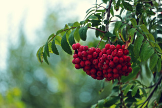 Berries branch leaves sky blurry - a bunch of berries free wallpaper