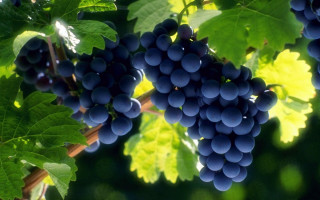 Grapes hanging vine vineyard green 2 - a bunch of grapes free wallpaper