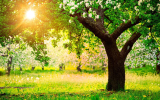 Tree sunshine field grass flowers - the sun free wallpaper for desktop