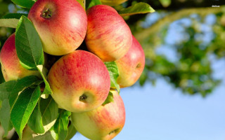 Apples tree branch leaves blue 2 - p free wallpaper