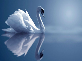 Swan swimming reflection water bright - its reflection free wallpaper