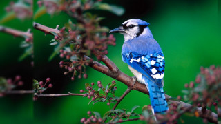 Blue bird branch red flowers - a blue bird free wallpaper