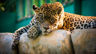 Leopard rock building tree branch - a leopard free wallpaper
