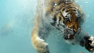 Tiger swimming water bubbles face - hyperrealistic free wallpaper