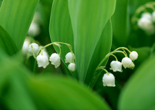 Close up flowers green leaves 2 - a close up of a bunch free wallpaper