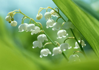 Close up flowers plant sky - a sky background in the background free wallpaper