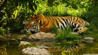 Tiger laying lush green field - a tiger free wallpaper