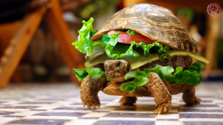 Tortoise shell sandwich lettuce tomato - ultra realistic digital art free wallpaper