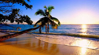 Palm tree beach sunset person 2 - beach free wallpaper