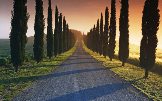 Road trees grass field sunset - a line of trees free wallpaper