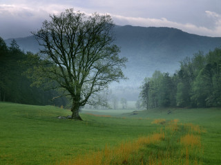 Lone tree grassy field mountains 2 - a lone tree free wallpaper