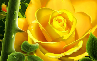 Yellow rose green leaves water - a yellow rose free wallpaper