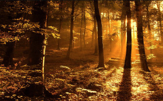Forest bench autumn leaves cityscape - a bench in the middle of it free wallpaper