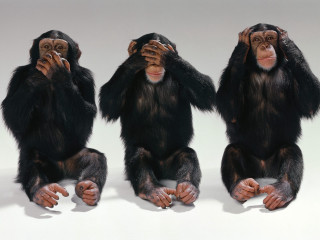 Three chimpanzees sitting ground hands 2 - an oil free wallpaper