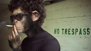 Monkey cigarette no trespass face - a monkey with free wallpaper