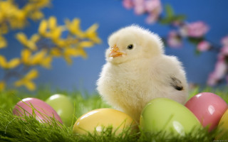 Small chicken grass eggs flowers 3 - the grass next free wallpaper