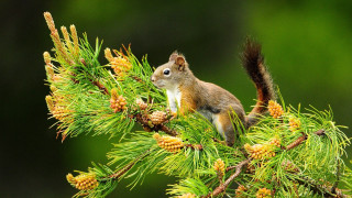 Squirrel pine tree branch cones 2 - a pine tree branch free wallpaper