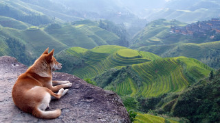 Dog rock valley rice terraces - a rock free wallpaper