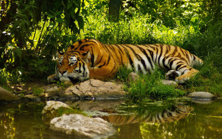 Tiger laying lush green field 2 - a tiger free wallpaper