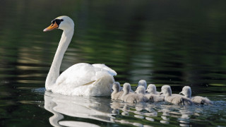 Swan mother babies lake water - a swan free wallpaper