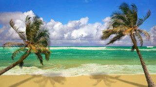 Beach palm trees blue sky 9 - wave free wallpaper