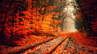 Train track forest leaves orange 2 - lot of leaves free wallpaper