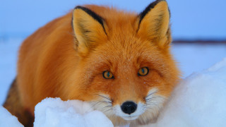 Fox closeup snow sad look - an gyeon free wallpaper for desktop