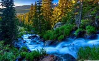 Stream water forest trees rocks - alexander brook free wallpaper