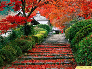 Steps tree red leaves gazebo - a park free wallpaper