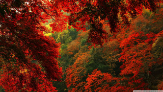 Autumn red trees forest leaves - autumn time free wallpaper
