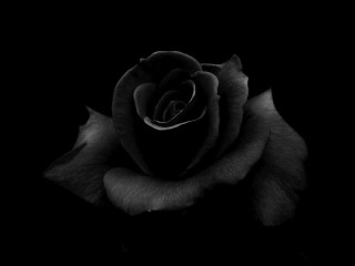 Black rose dark gothic monochrome - ansel adams free wallpaper