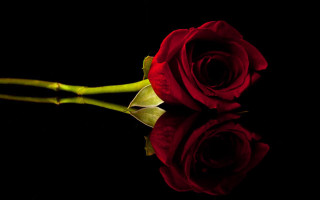 Red rose black background reflection - a single red rose free wallpaper