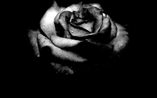 Black white rose dark water - petal and petals free wallpaper