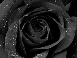 Black rose water droplets black - ann thetis blacker free wallpaper