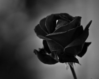 Black rose vase water blurry - a vase free wallpaper