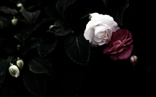 White red rose dark leaves 2 - the dark free wallpaper